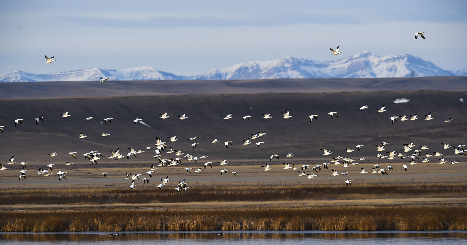 Freezout Lake Snow Goose Migration